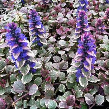 Живучка Ajuga reptans ‘Burgundy Glow’